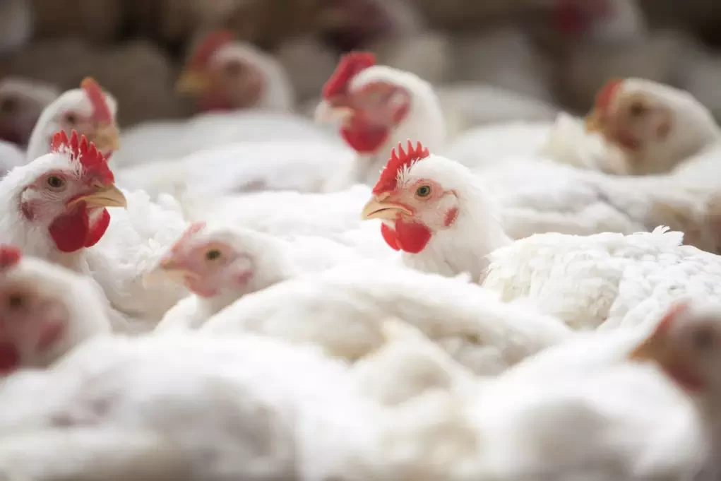 خاص| عبد العزيز السيد يطالب باستخراج تصريح للسماسرة تحت إشراف المحليات