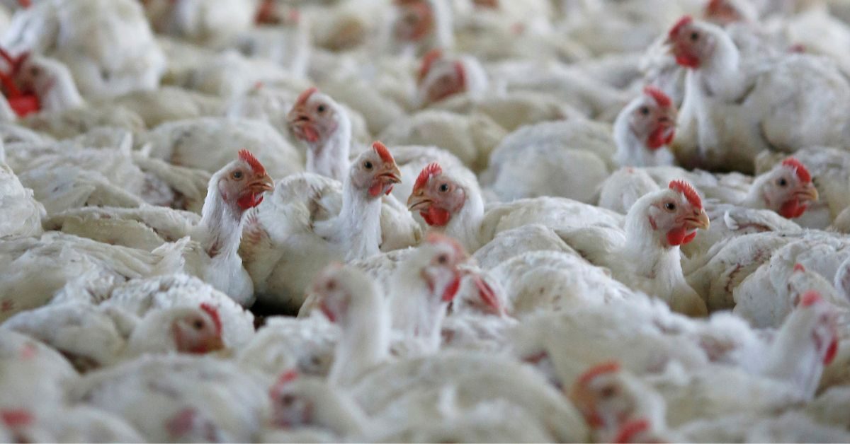 فرض حظر تجاري على أكبر مصدر عالمي للدواجن بعد إعلان ظهور إنفلونزا الطيور