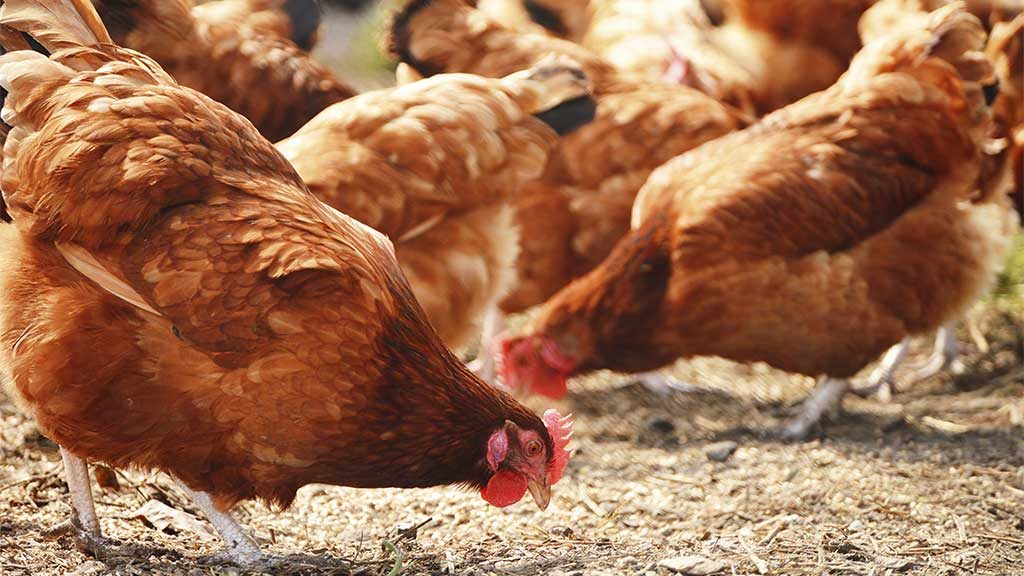 خاص| أحمد رمزي: شريحة الساسو تمثل 30% من إنتاج الدواجن في مصر وهذا هو الوضع بالأسواق