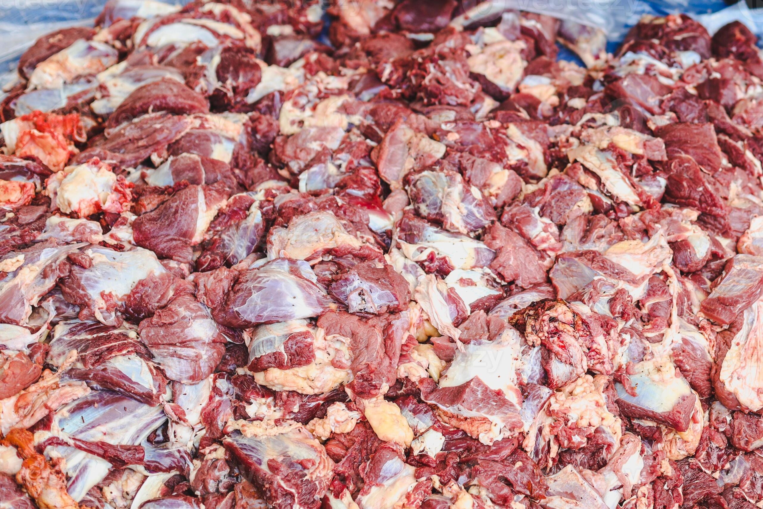 الزراعة تطرح لحوم عيد الأضحى البلدي بـ225 جنيها للكيلو