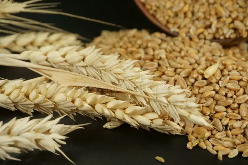 رسوم التصدير على القمح الروسي تبدأ العام الجديد 2026 بانخفاض