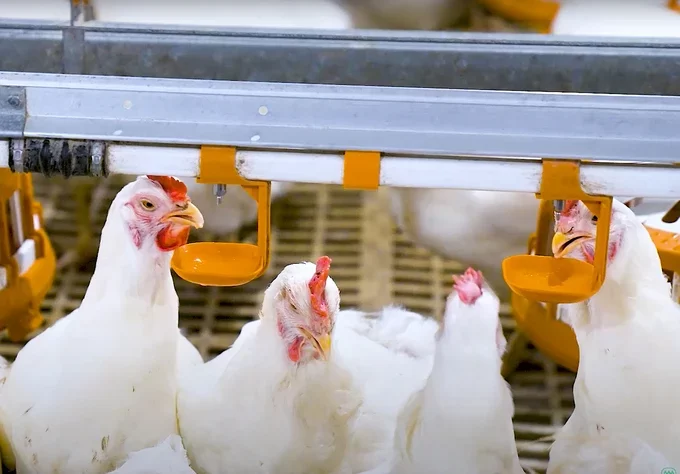 ارتفاع مستلزمات العنابر والمزارع.. شركة ماتزا: سعر طن البلاسيتك وصل لـ٨٥ ألف جنيه