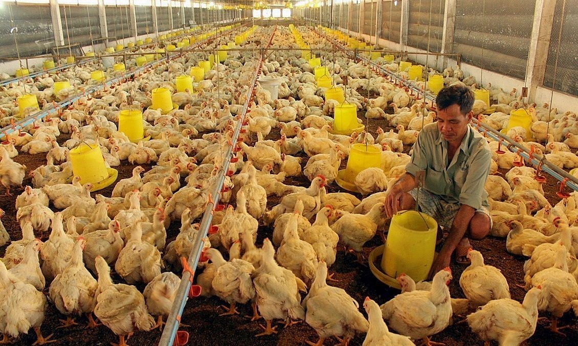 كمبوديا تعلن تفشي أنفلونزا الطيور بالقرب من الحدود الفيتنامية