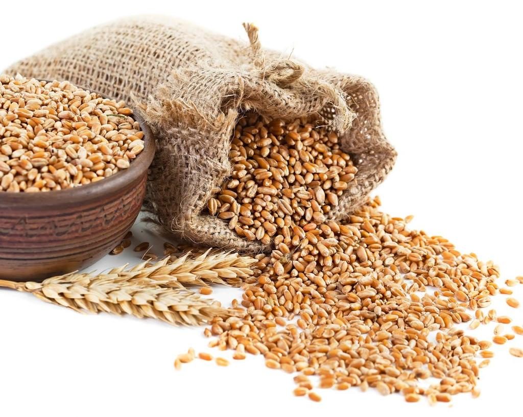 الرسوم الجمركية على صادرات القمح الروسي سترتفع إلى 168.6 روبل للطن اعتبارًا من 10 سبتمبر