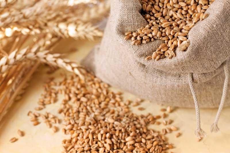 القمح يغلق على انخفاض في ختام تداولات الجمعة بسبب وفرة الإمدادات العالمية