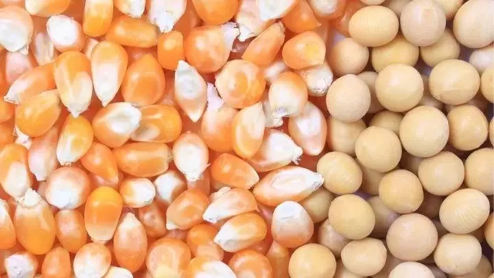 الولايات المتحدة والصين على خلاف حول ضوابط استيراد الذرة