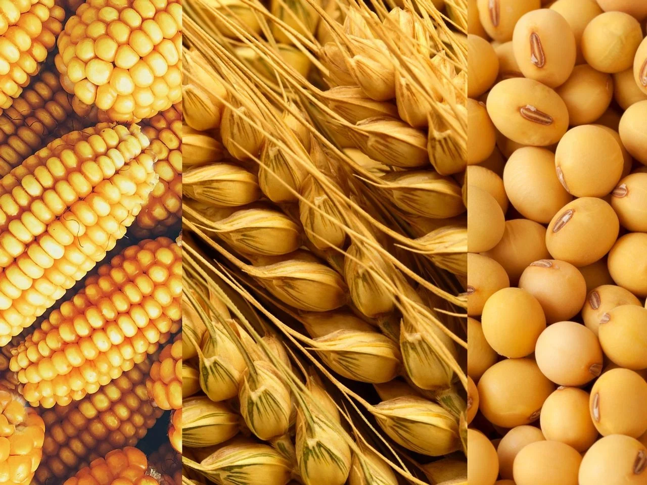 الذرة -القمح-الصويا