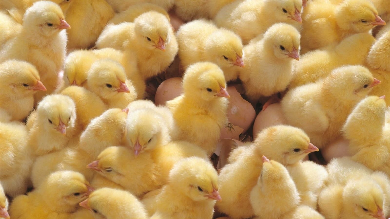 المنصورة للكتاكيت: متوسط سعر الكتكوت 20 جنيه.. وهذا هو الوضع خلال الأيام المقبلة