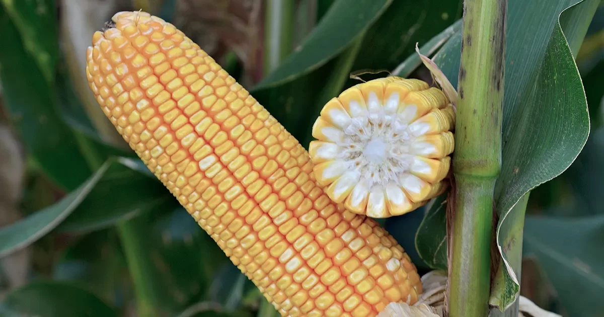 بورصة الحبوب: أسعار الذرة تحقق مكاسب ملحوظة وتواصل الارتفاع خلال تداولات اليوم