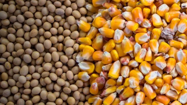 ديرال: زراعة 96% فول الصويا و99% من الذرة في بارانا البرازيلية لموسم 2023/24