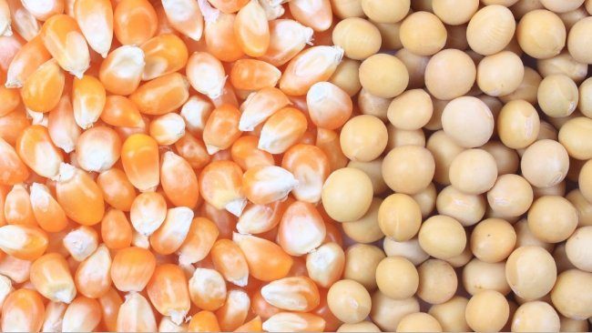 انخفاض أسعار الذرة وارتفاع فول الصويا خلال تداولات اليوم وسط ترقب لحالة الطقس في البرازيل