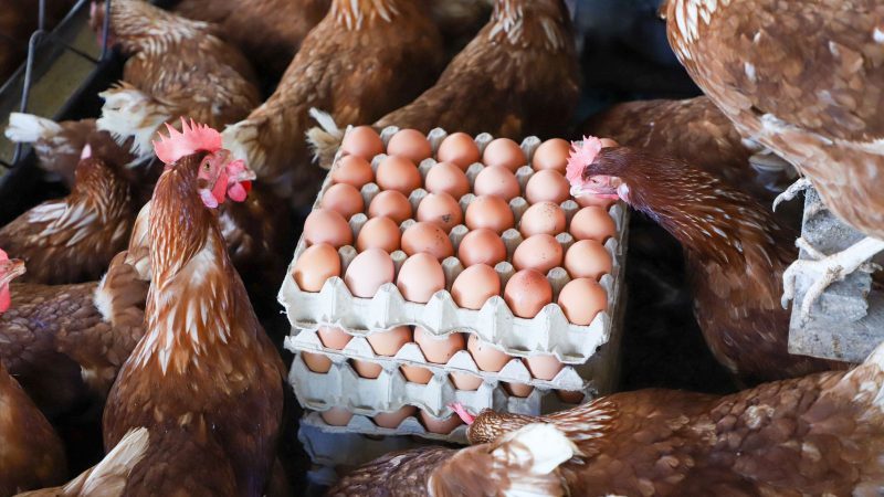 أسعار الدواجن والبيض والكتاكيت اليوم الأربعاء