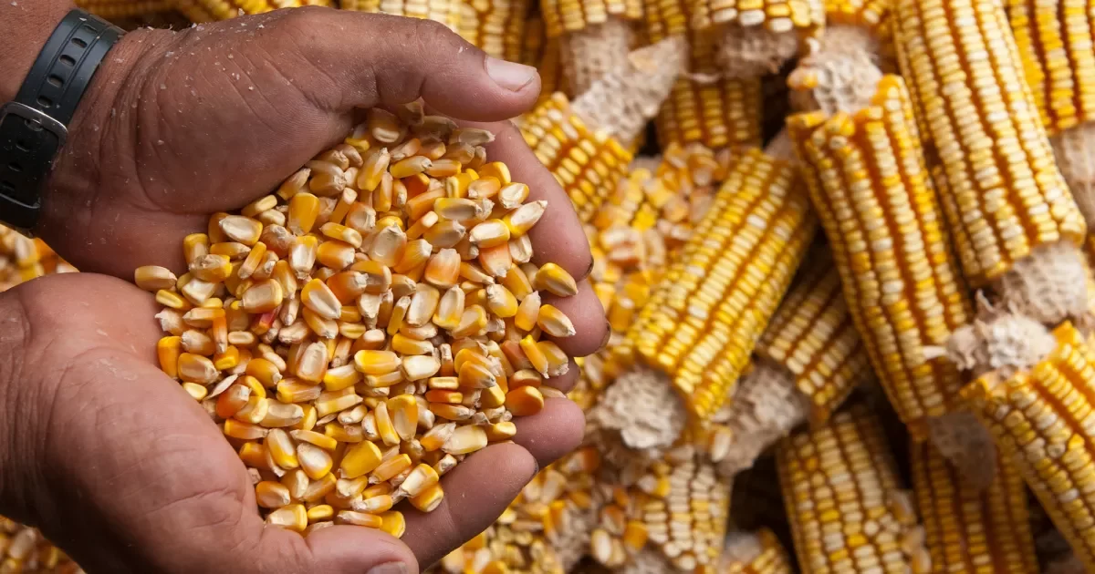 صادرات الولايات المتحدة من الذرة إلى الاتحاد الأوروبي تسجل أرقاما قياسية في الوقت الذي تلقي فيه الرسوم الجمركية بظلالها على توقعات السوق