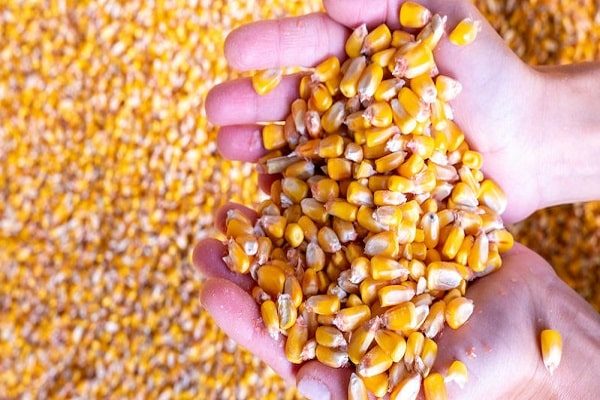 يستمر النمو التدريجي لأسعار الذرة في الموانئ الأوكرانية مقدار 2-3 دولار/طن