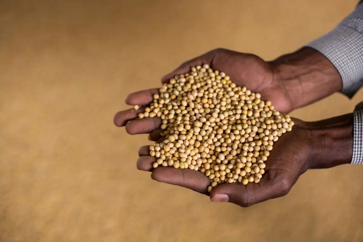 الولايات المتحدة تبيع 277 ألف طن من فول الصويا خلال الأسبوع الماضي