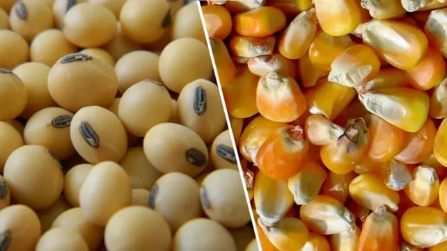 بنسبة 40%.. تراجع صادرات الأرجنتين من الحبوب والبذور الزيتية خلال عام 2023