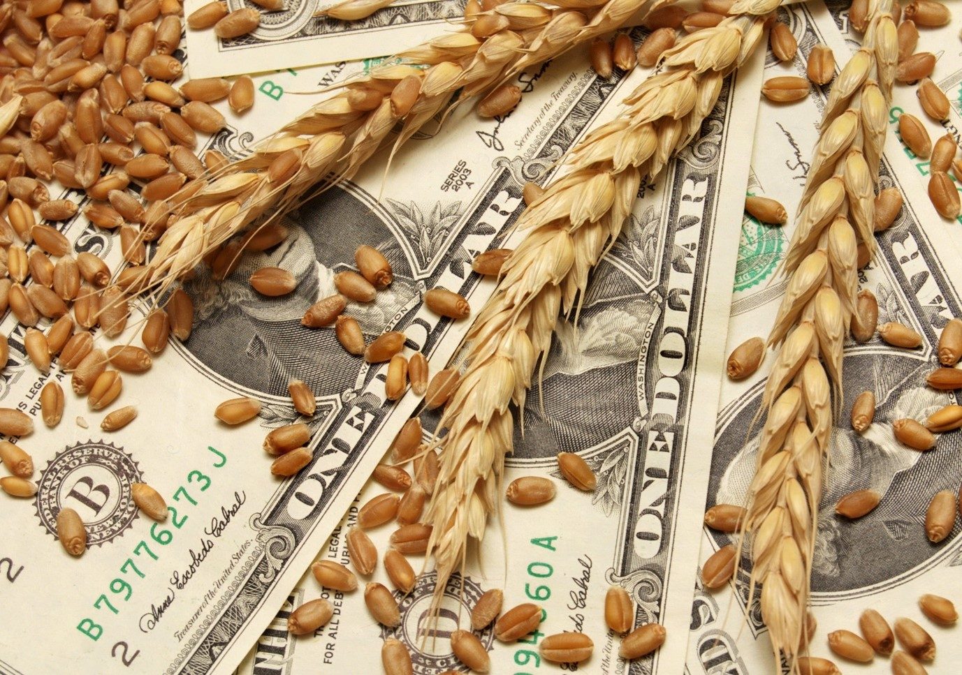 رسوم التصدير على القمح الروسي تبدأ في الارتفاع اعتبارا من الثلاثاء 28 أكتوبر