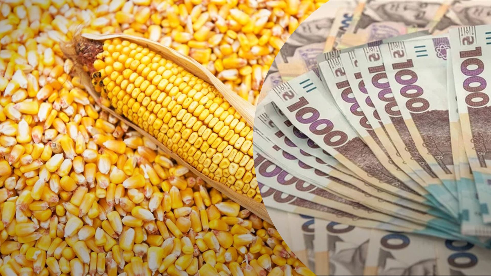 العقود الآجلة للذرة ترتفع وسط مخاوف من تهديد الحرارة المفرطة لنمو المحاصيل الأمريكية