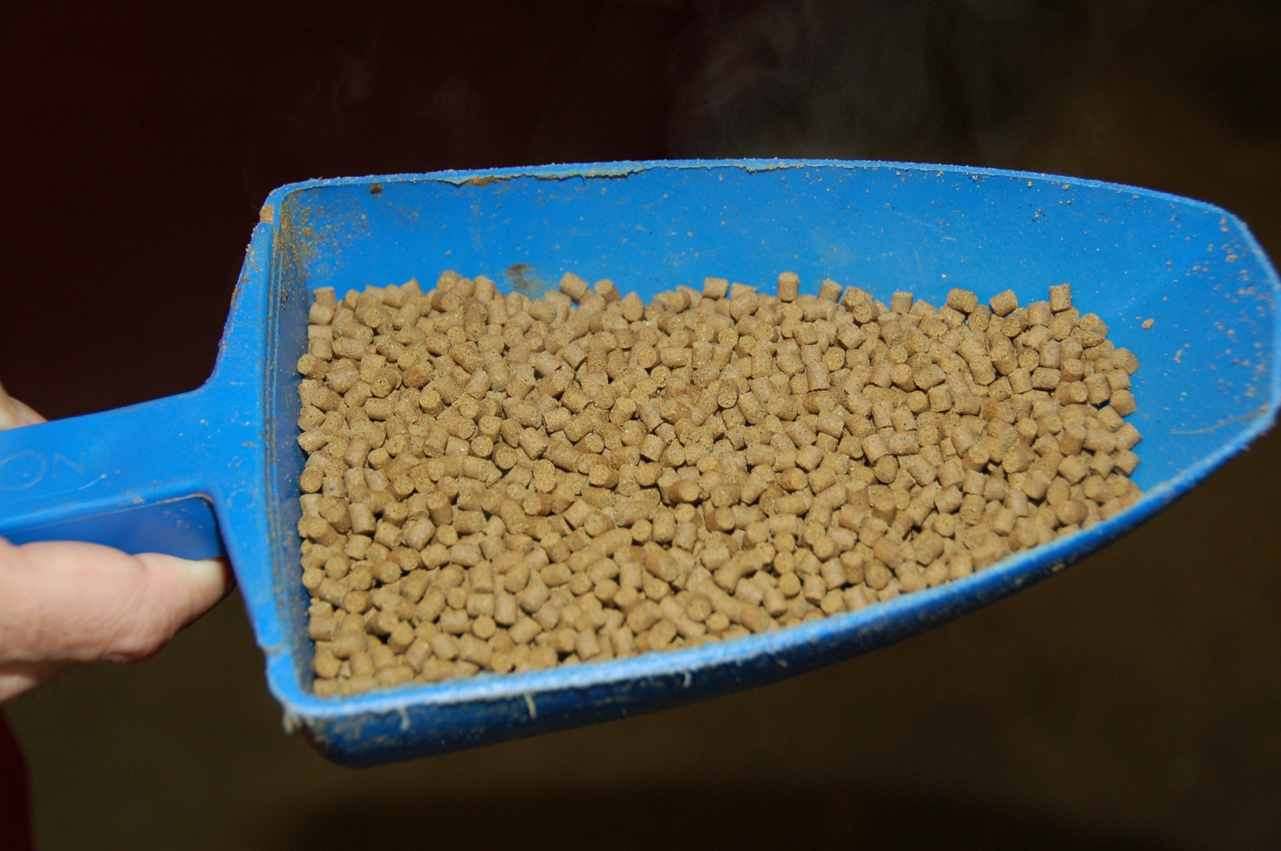 قائمة أسعار شركات أعلاف الدواجن اليوم الثلاثاء فى السوق المصري