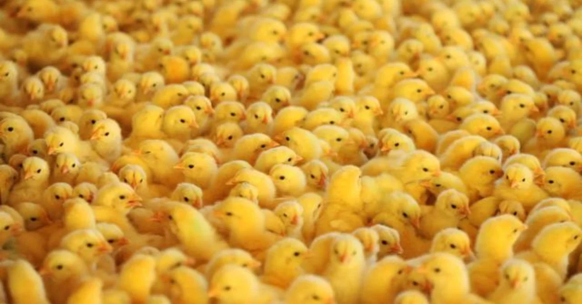 كتكوت نيوهوب