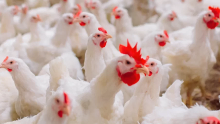 جنوب أفريقيا