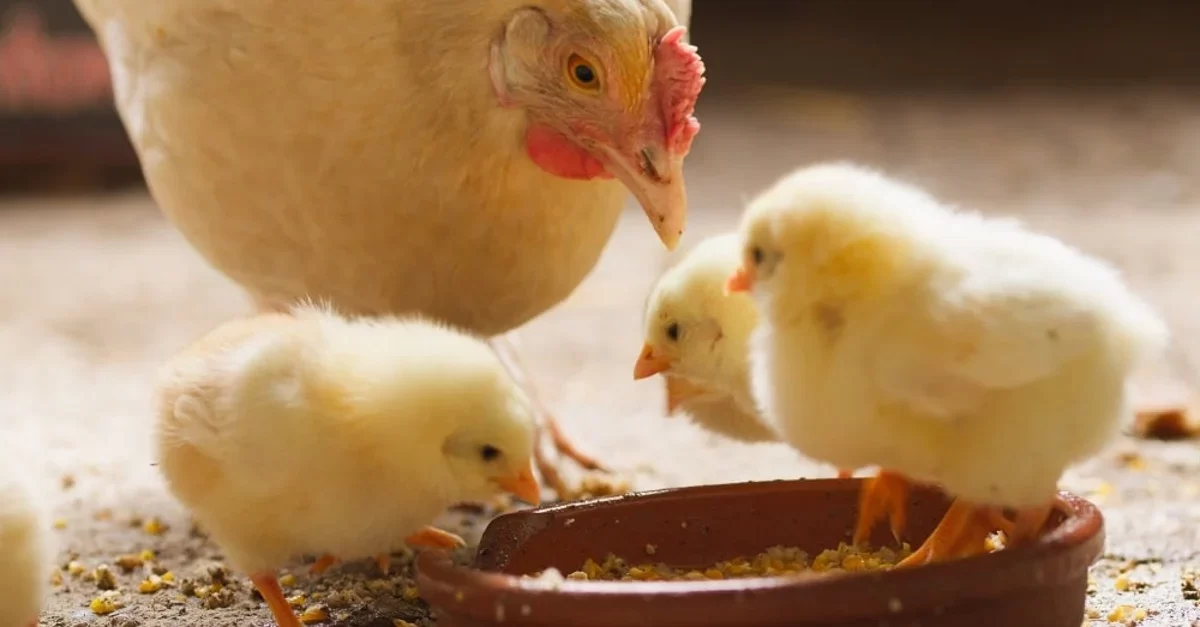 أوروبا تخصص 46.7 مليون يورو لتعويض مربي الدواجن في إيطاليا عن تداعيات تفشي أنفلونزا الطيور