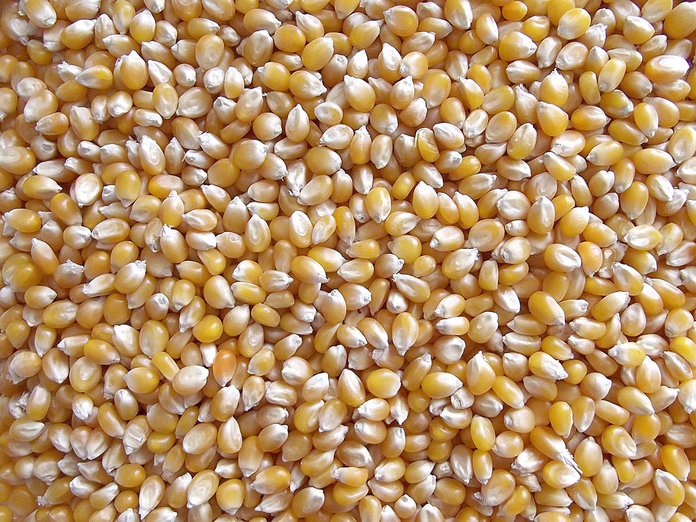 ارتفاع مبيعات الذرة في الولايات المتحدة لأعلى مستوياته خلال عام عند 1.9 مليون طن