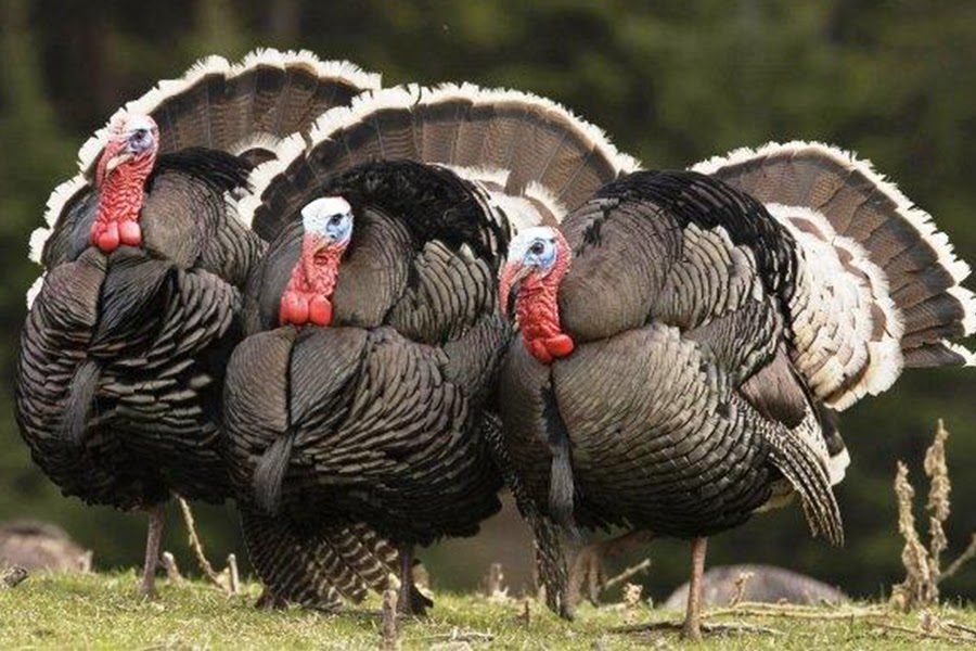 أنفلونزا الطيور تنتشر في بولندا.. وإعدام 50 ​​ألف بطة وديك رومي