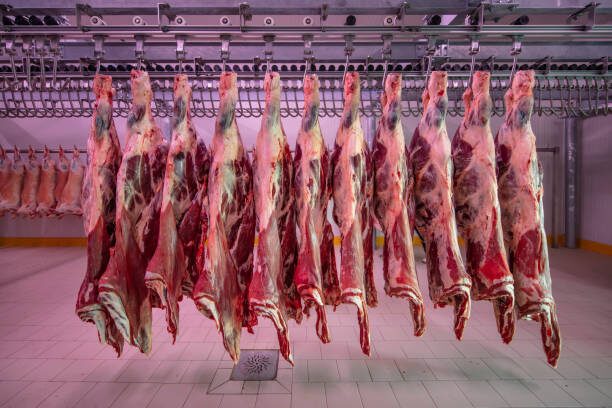 الزراعة: اعتماد الاستيراد من الصومال وتشاد كبديل للحوم السودانية| فيديو