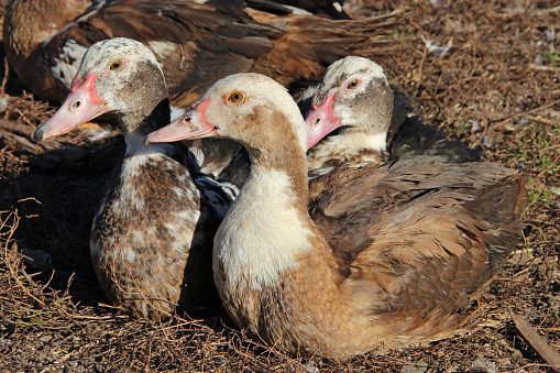 خطورة الاصابة بفيروس البارفو فى البط والأوز
