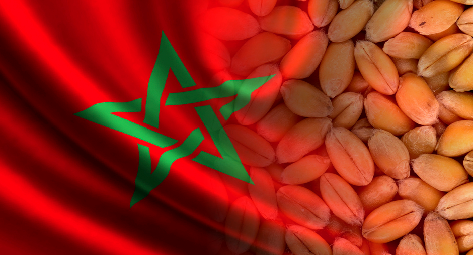 بعد 7 سنوات من الجفاف.. المغرب يتوقع زيادة في إنتاج الحبوب