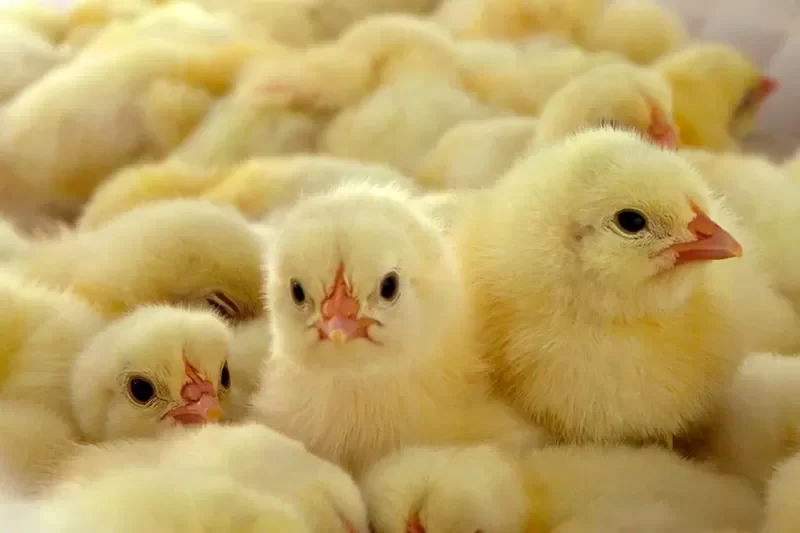 خاص| "المنصورة للكتاكيت" تستبعد انخفاض الأسعار خلال الفترة المقبلة