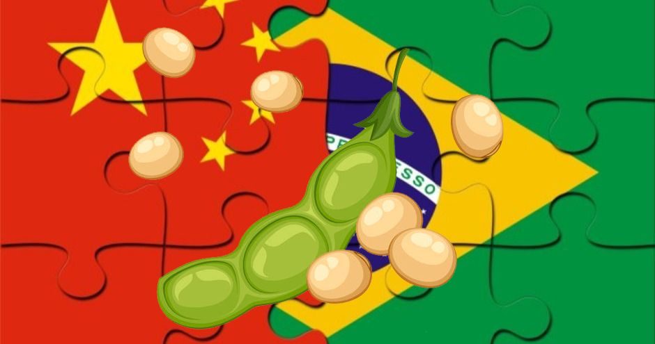 البرازيل تزود السوق الصينية بفول الصويا بنسبة تصل إلى 72% منذ بداية العام