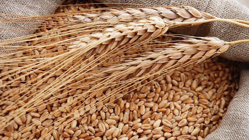 الأردن.. طرح مناقصة لشراء 120 ألف طن من علف الشعير