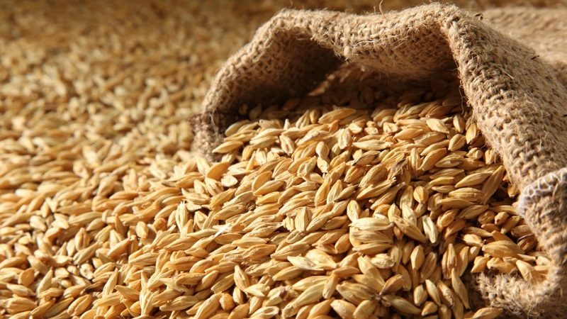 الأردن: شراء 50 ألف طن من علف الشعير في مناقصة دولية