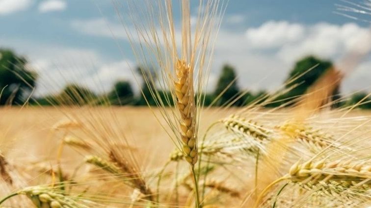 "ستراتيجي جرينز" تتوقع انخفاض إنتاج الذرة وزيادة القمح والشعير في الاتحاد الأوروبي