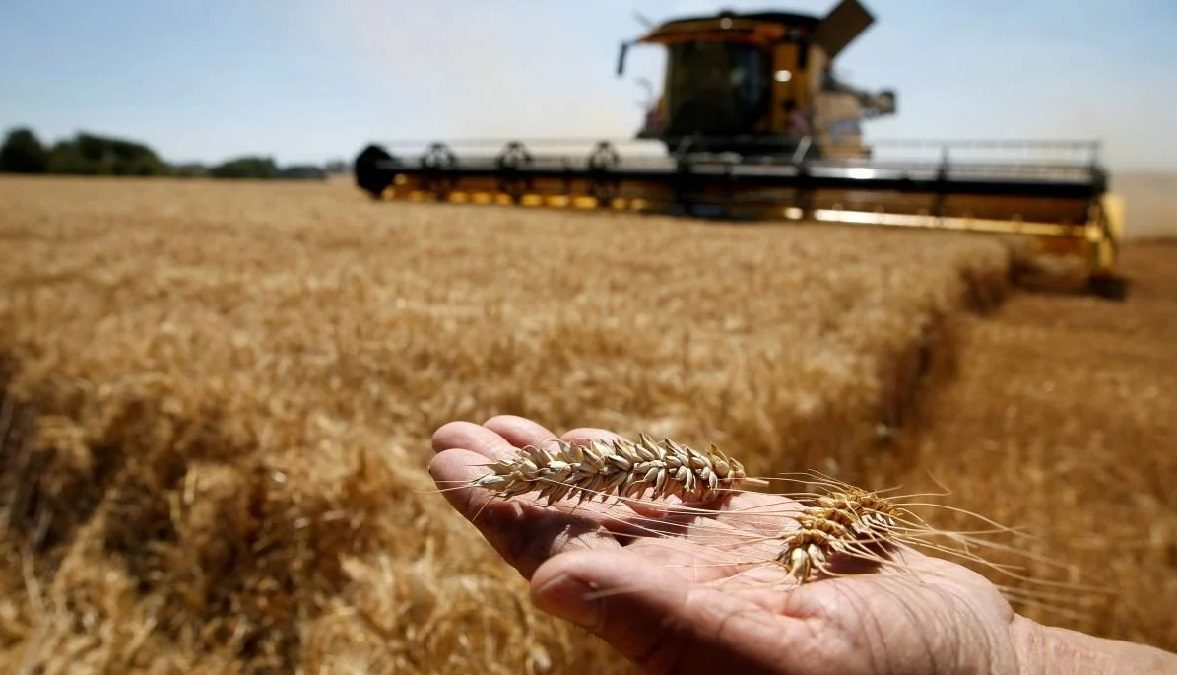 زيادة محصول الحبوب في ألمانيا بنسبة 10% لعام 2025