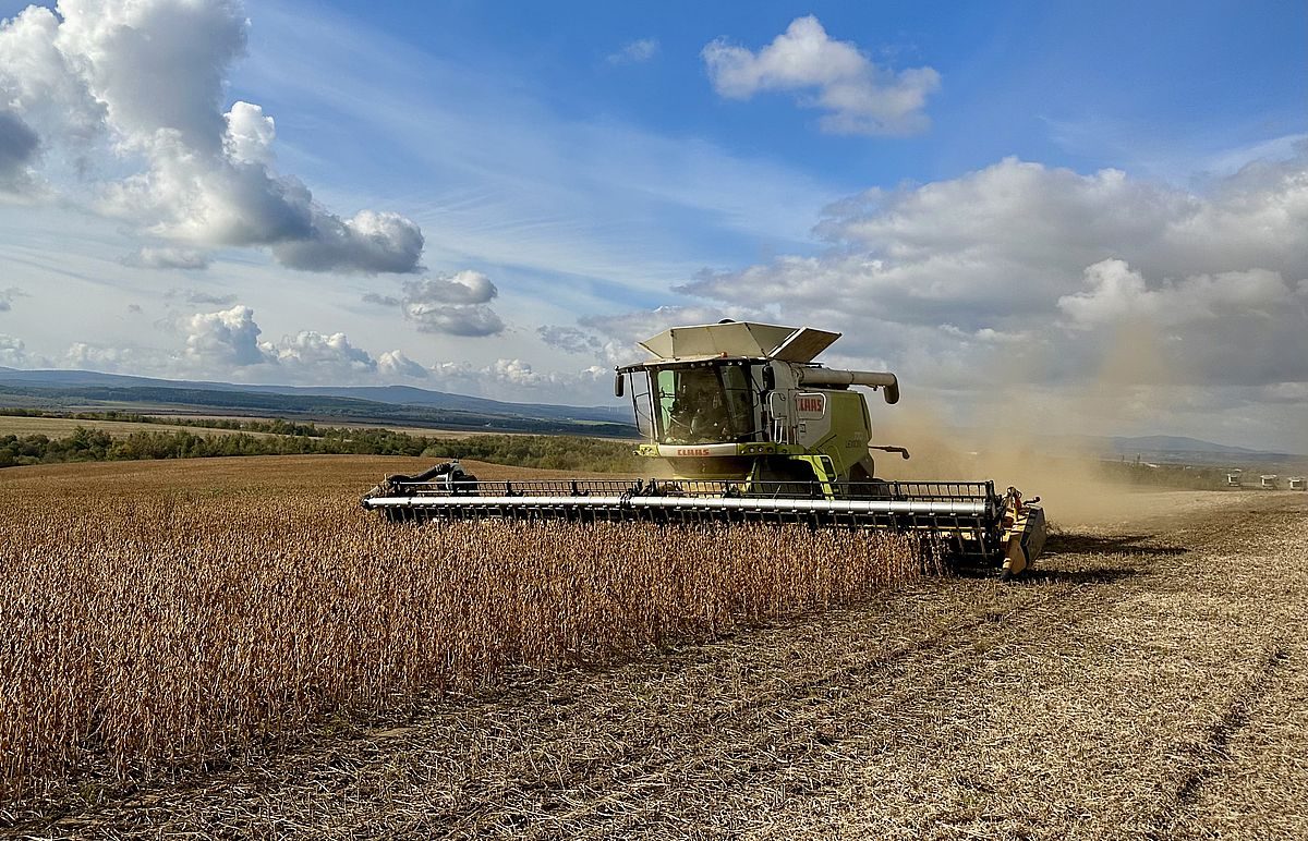 حصاد فول الصويا البرازيلي يصل إلى مرحلته النهائية