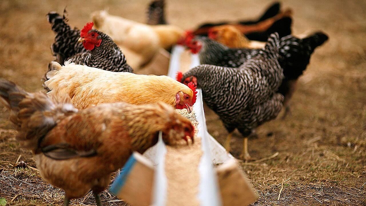 أسعار البيض في إندونيسيا ترتفع بشكل حاد بسبب نقص الذرة