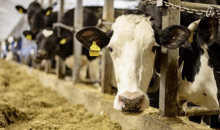 أوكرانيا ترفع الحظر المفروض على واردات المنتجات الحيوانية من ألمانيا