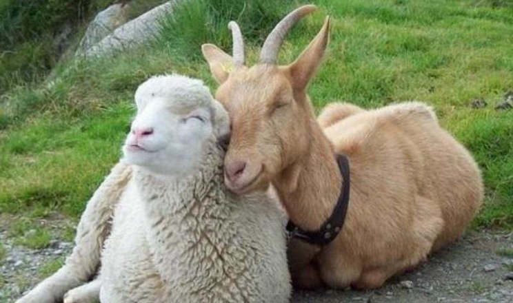 الأغنام والماعز