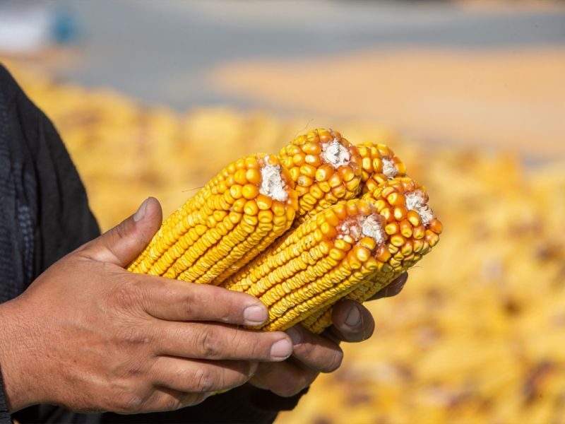 صادرات الحبوب الأوكرانية ترتفع بنسبة 12% في فبراير