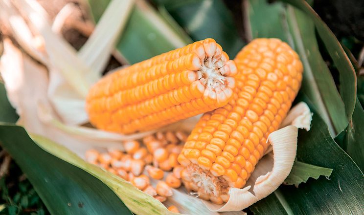 تايوان تشتري 65 ألف طن من الذرة الأمريكية وتتخطى الأرجنتينية لمخاوف تتعلق بالجودة