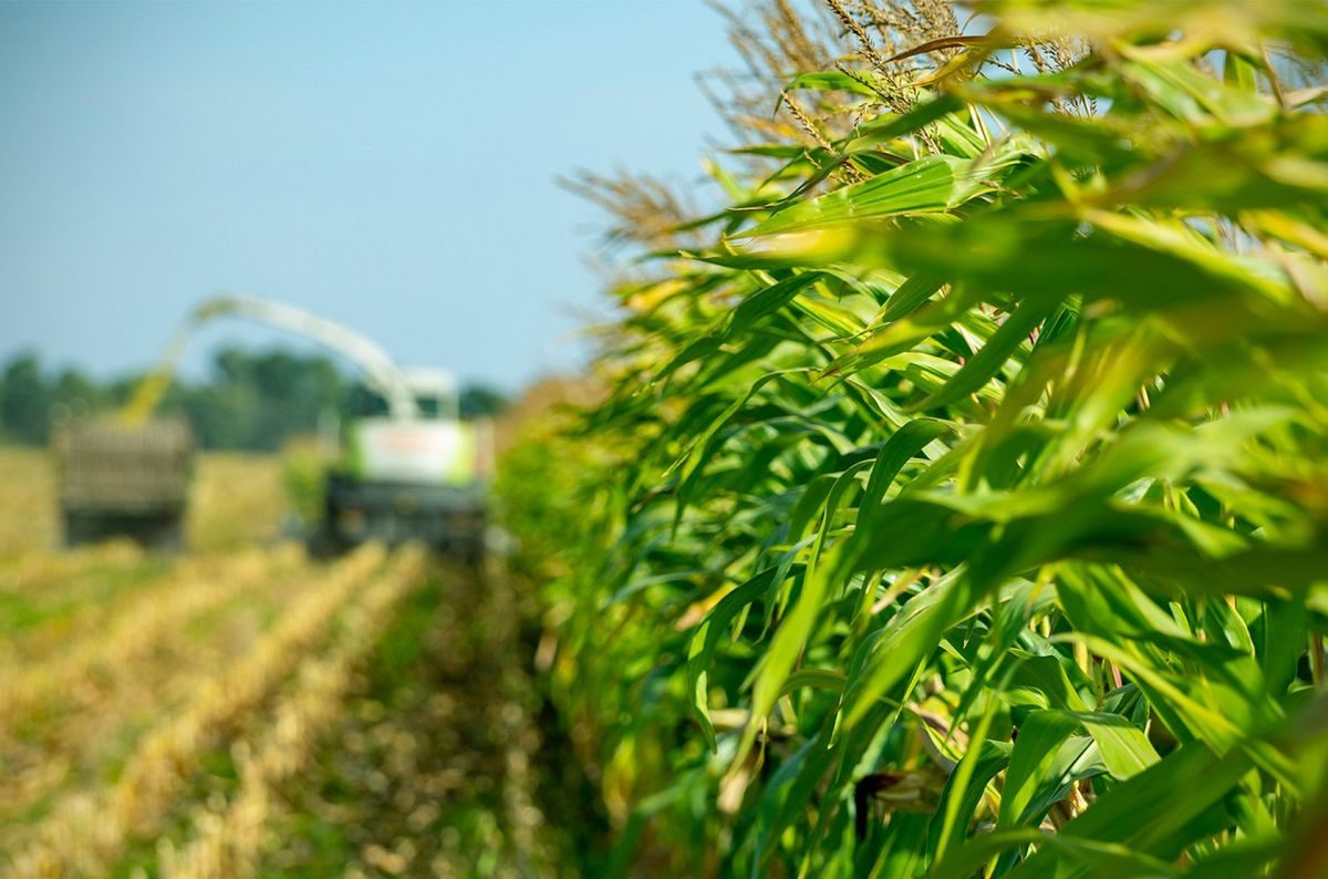 توقعات بتراجع مساحة الذرة في الأرجنتين بشكل حاد