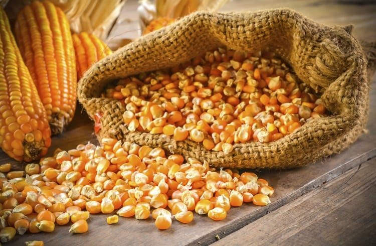 الصين تشتري 65 ألف طن من الذرة الأوكرانية