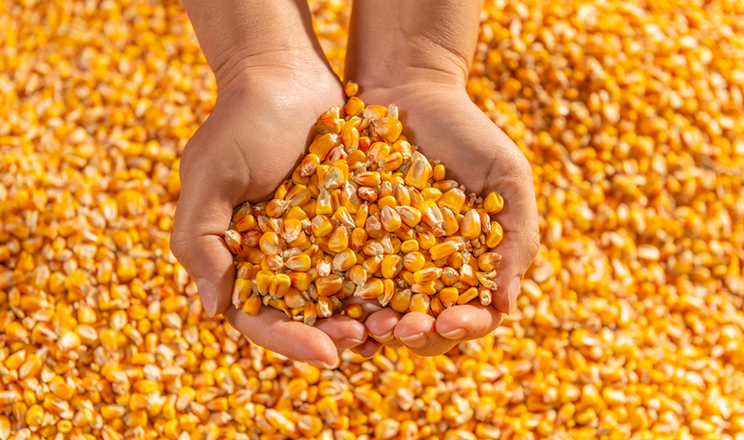 نمو الطلب على الذرة في كولومبيا بسبب الزيادة في أعداد الماشية والدواجن