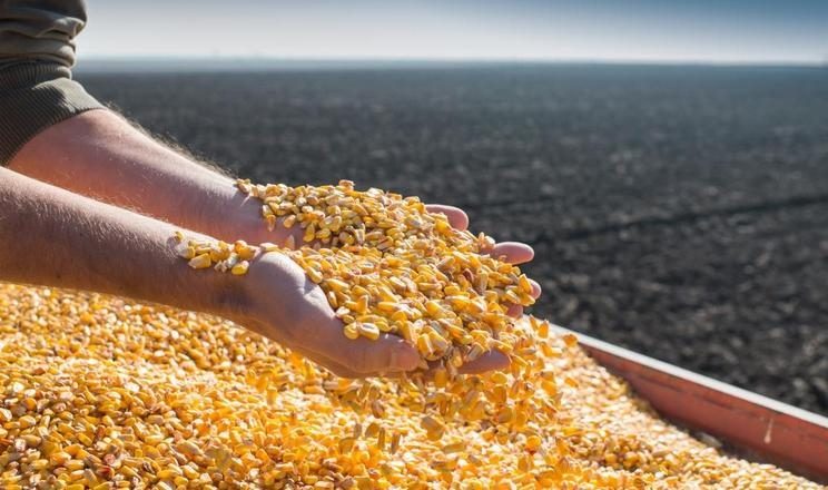 تتفاقم أوضاع محصول الذرة الفرنسية مع موجة الحر