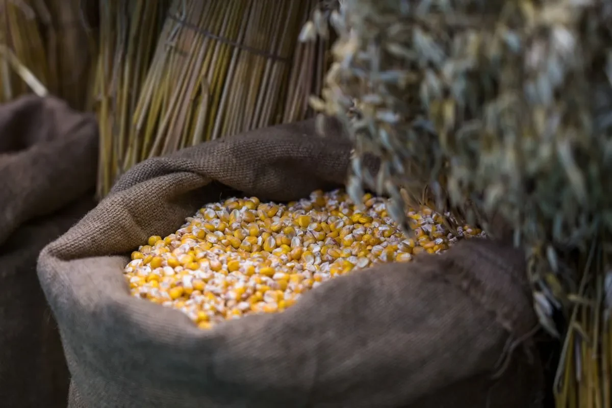 صادرات الذرة الأوكرانية تتباطأ إلى أدنى مستوى لها في السنوات السبع الماضية