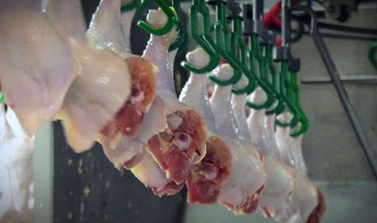 انخفاض صادرات الدواجن الأوروبية بنسبة 10% في الفترة من يناير إلى نوفمبر 2025