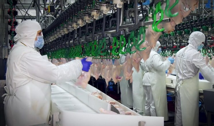 وزارة الزراعة الأمريكية تتوقع نمو إنتاج الدواجن في أوكرانيا